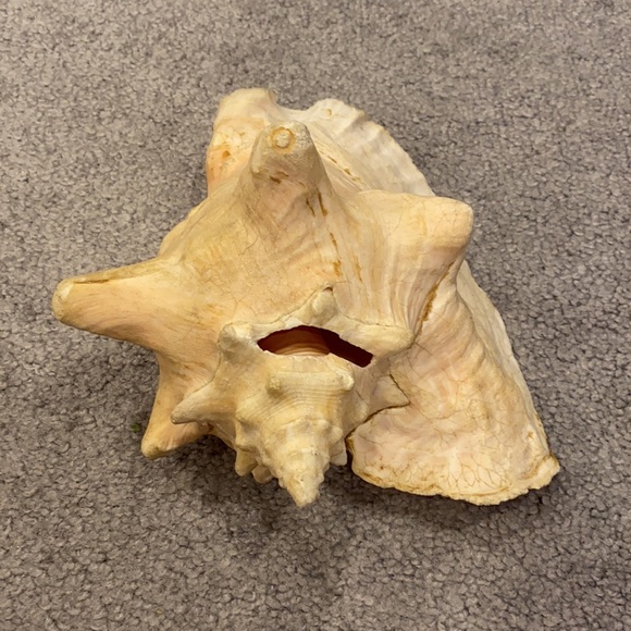 Conch shell - Picture 2 of 3